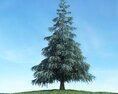 Solitary Pine Tree 07 3d model