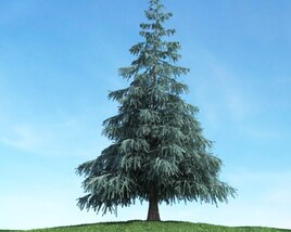 Solitary Pine Tree 07 Modello 3D