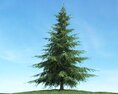 Solitary Evergreen Tree 03 3d model