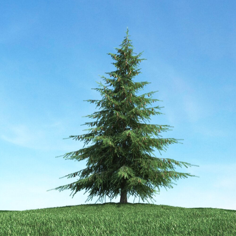 Solitary Evergreen Tree 03 Modèle 3D
