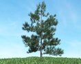 Solitary Pine Tree 08 3D модель