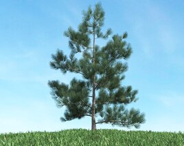 Solitary Pine Tree 08 3D model