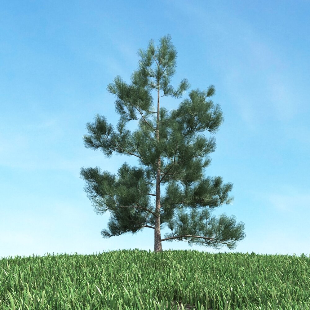 Solitary Pine Tree 08 3D-Modell