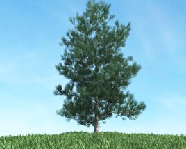 Singular Pine 3D model