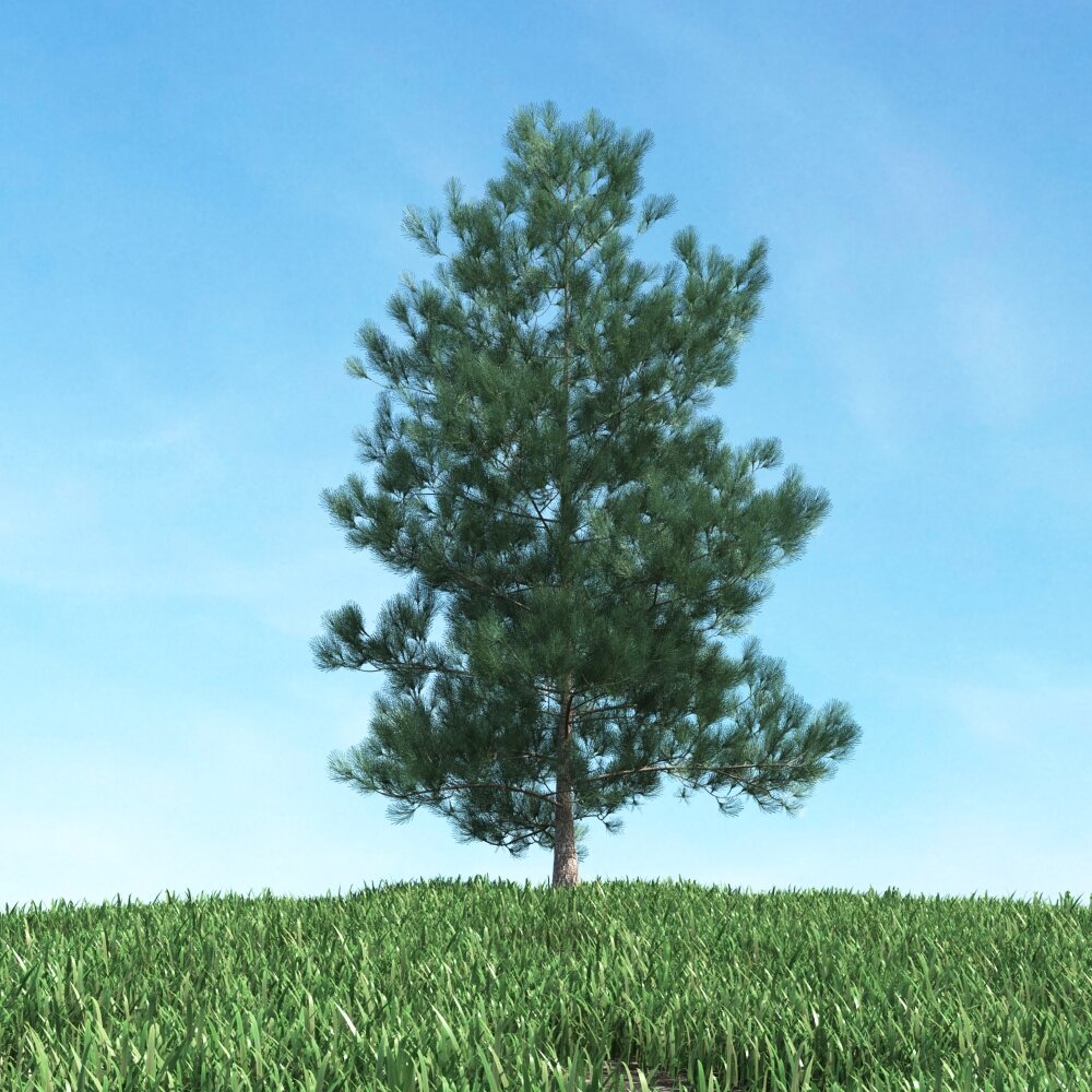 Singular Pine 3D 모델 