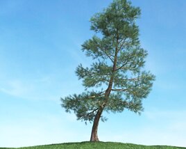 Singular Pine 02 3D 모델 