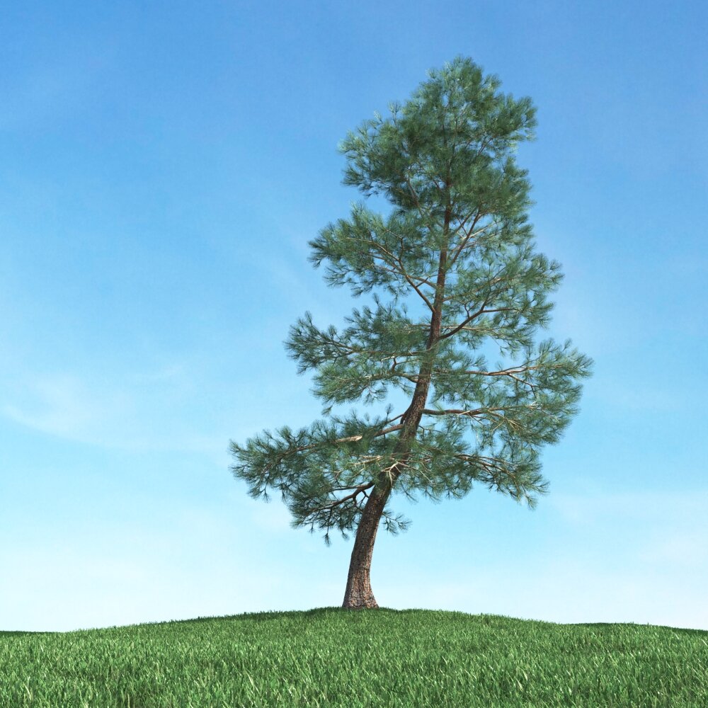 Singular Pine 02 3D-Modell