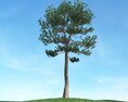 Solitary Pine Tree 09 3d model
