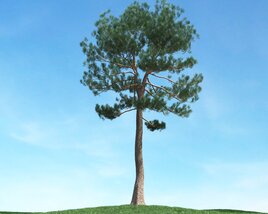 Solitary Pine Tree 09 3D модель