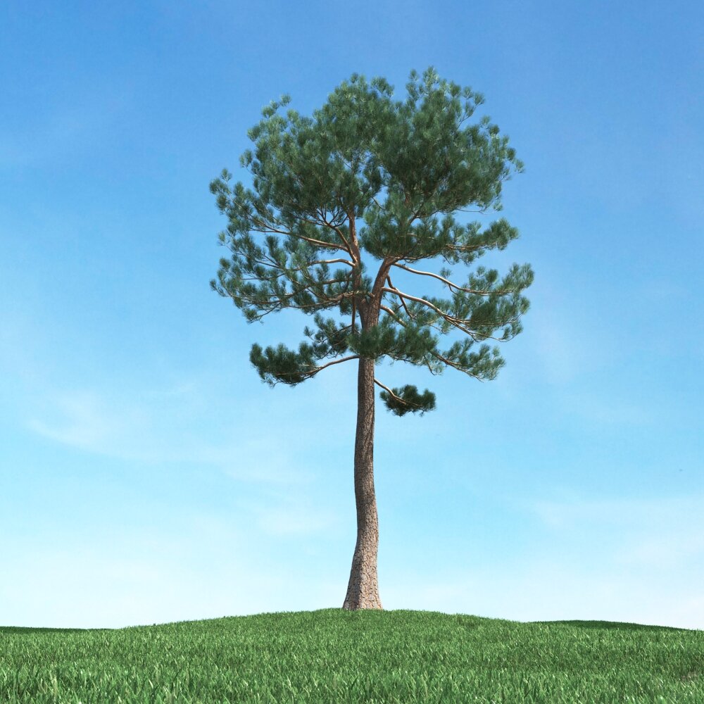 Solitary Pine Tree 09 3D model