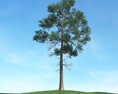 Solitary Pine Tree 10 3D-Modell