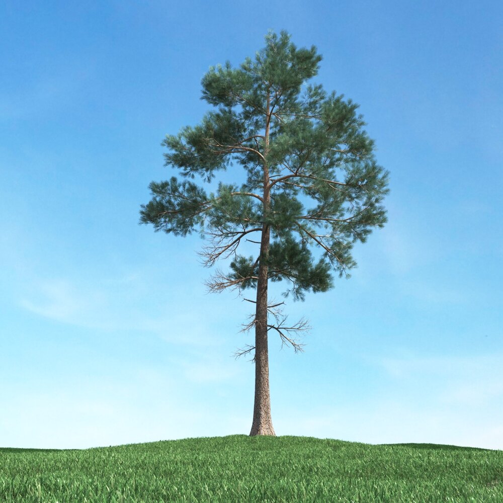 Solitary Pine Tree 10 3D model