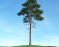 Solitary Pine Tree 11 3d model