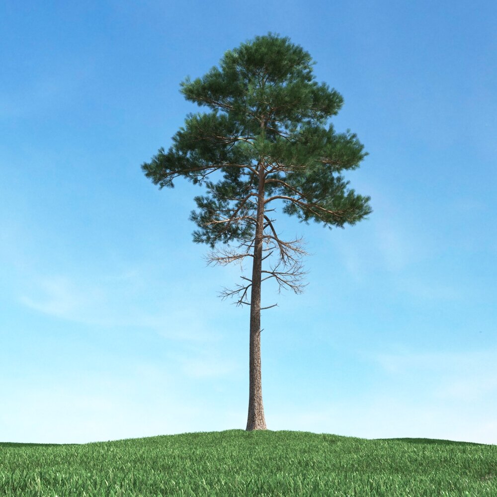 Solitary Pine Tree 11 3D-Modell