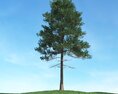 Solitary Pine Tree 12 3Dモデル