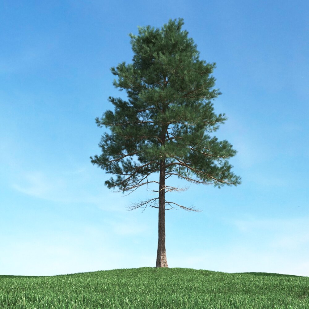 Solitary Pine Tree 12 3D-Modell