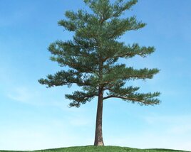Solitary Pine Tree 13 3D-Modell