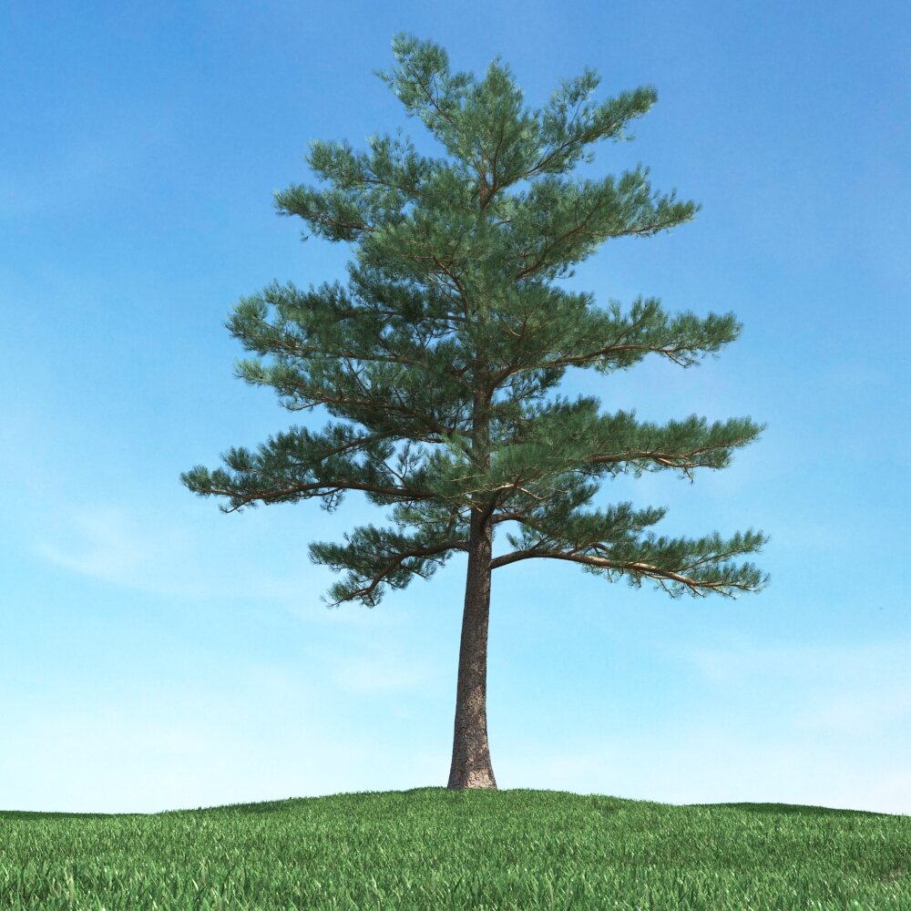 Solitary Pine Tree 13 3D модель