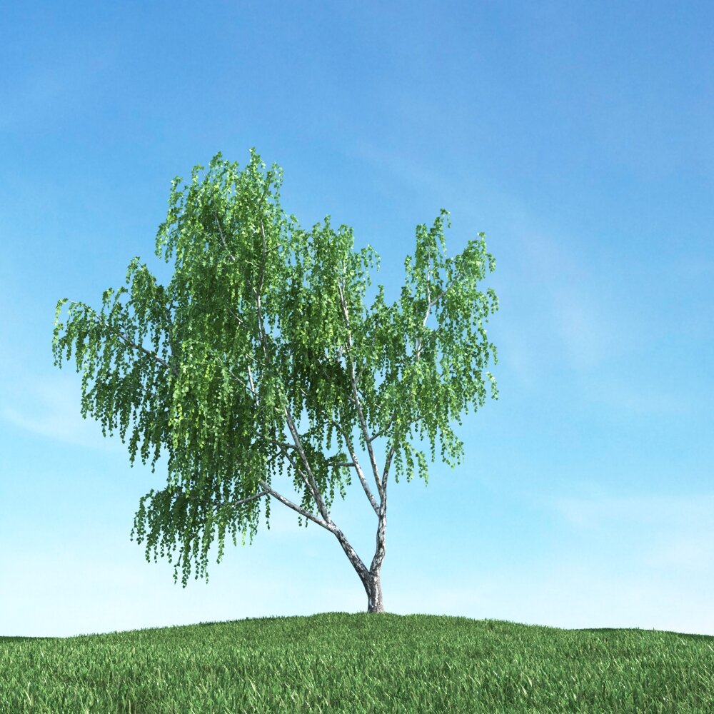 Solitary Tree 30 3D 모델 