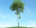 Solitary Tree 31 Modello 3D