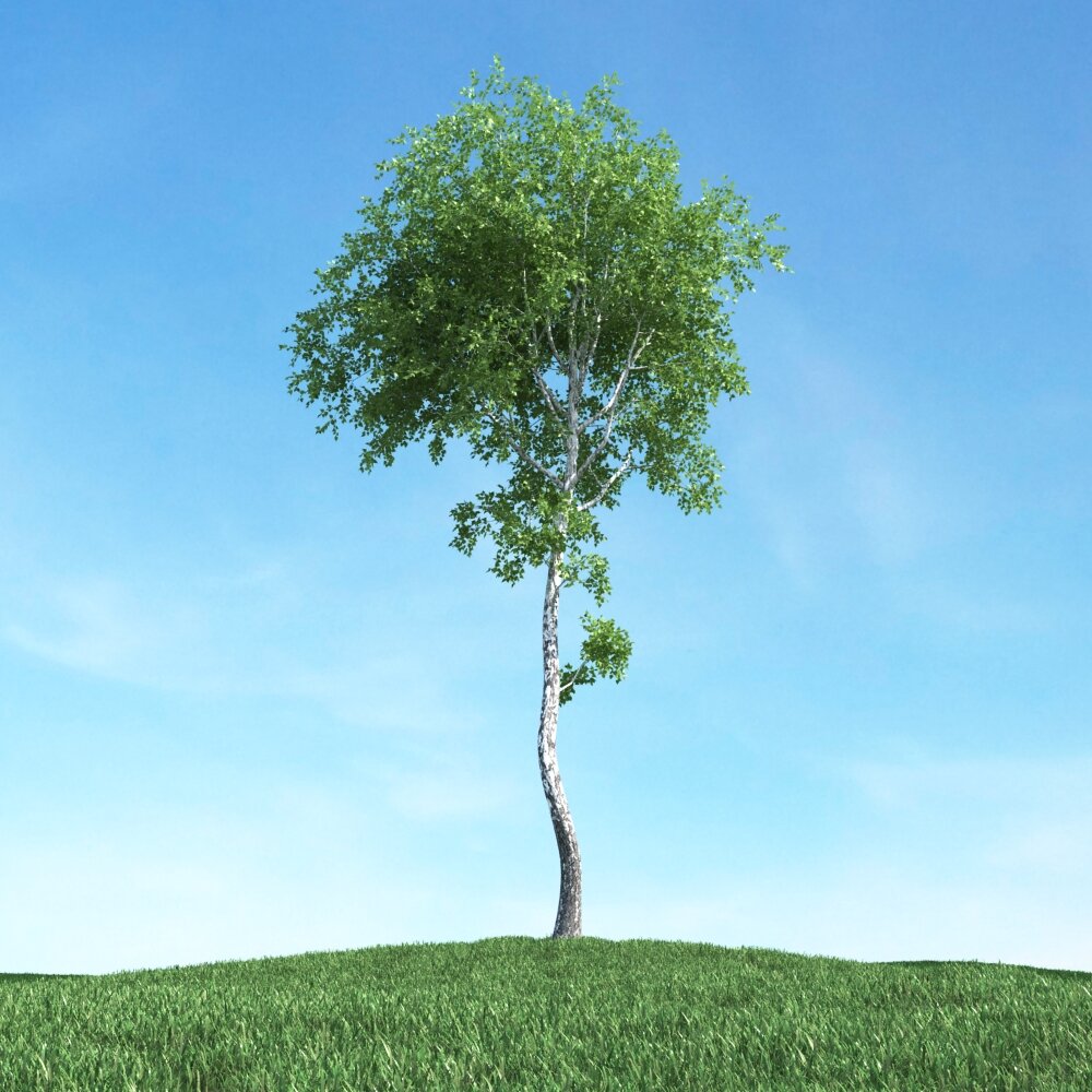 Solitary Tree 31 Modèle 3D