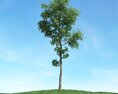 Solitary Tree 33 3d model