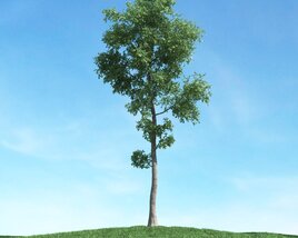 Solitary Tree 33 Modello 3D
