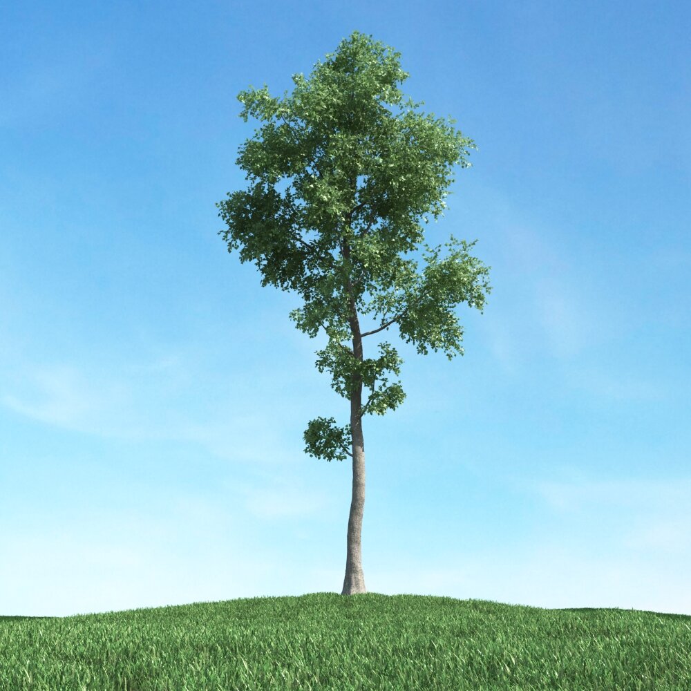 Solitary Tree 33 3D模型