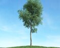 Solitary Tree 34 Modelo 3D
