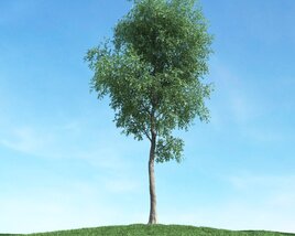 Solitary Tree 34 3Dモデル
