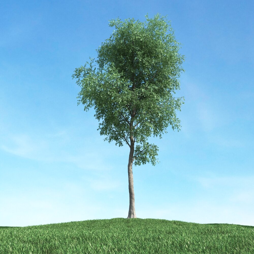 Solitary Tree 34 3D model