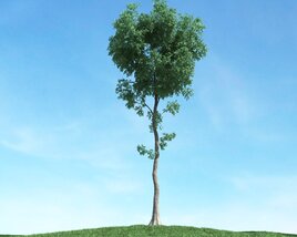 Solitary Tree 35 Modèle 3D
