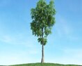 Solitary Tree 36 3D-Modell