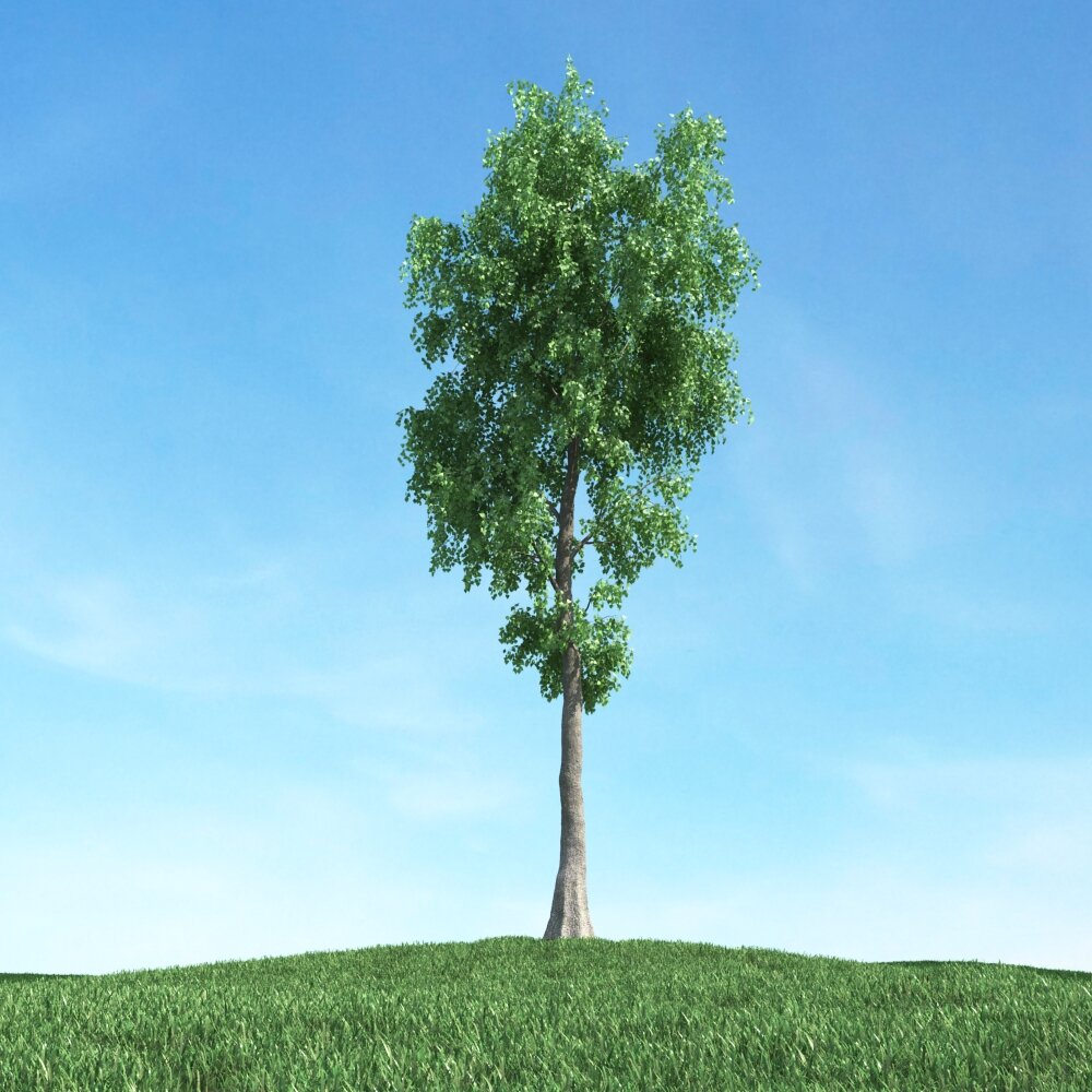 Solitary Tree 36 3D model