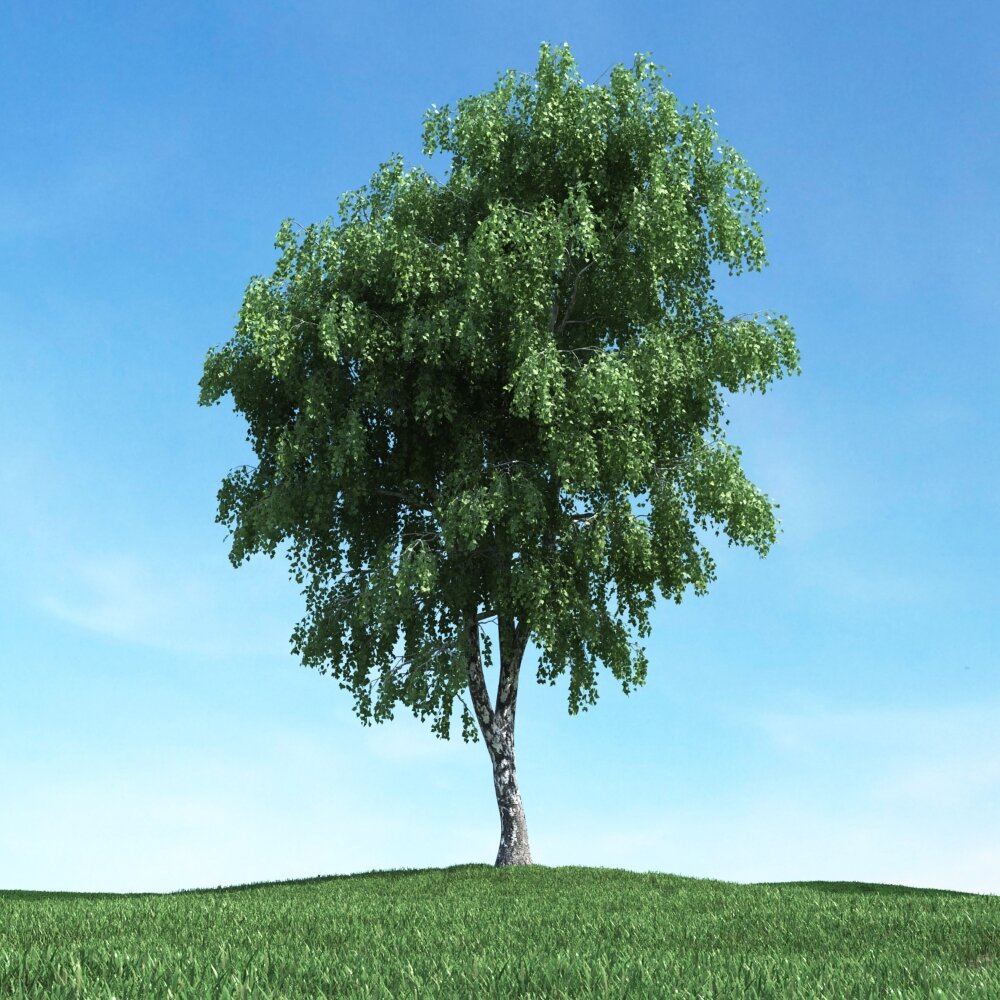 Solitary Tree 37 3D模型