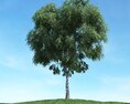Solitary Tree 39 Modello 3D