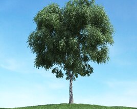 Solitary Tree 39 3Dモデル
