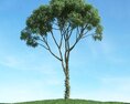 Solitary Tree 40 3D 모델 