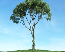 Solitary Tree 40 3D-Modell