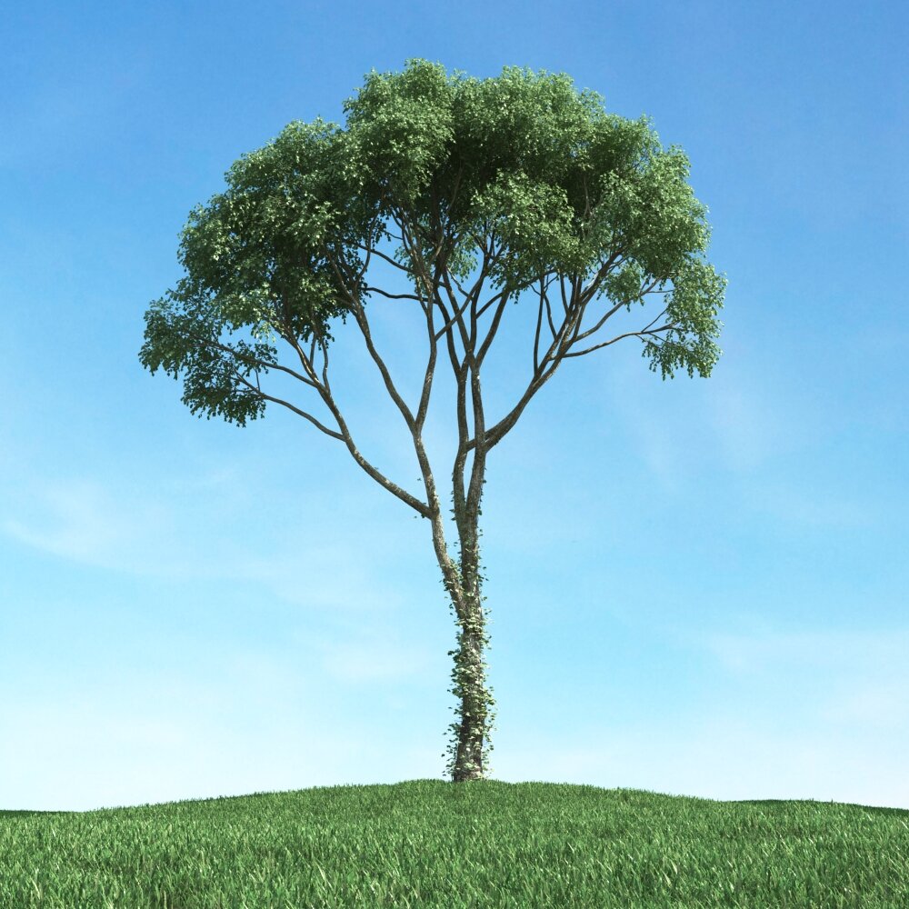 Solitary Tree 40 3D model