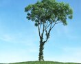 Solitary Tree 41 3Dモデル