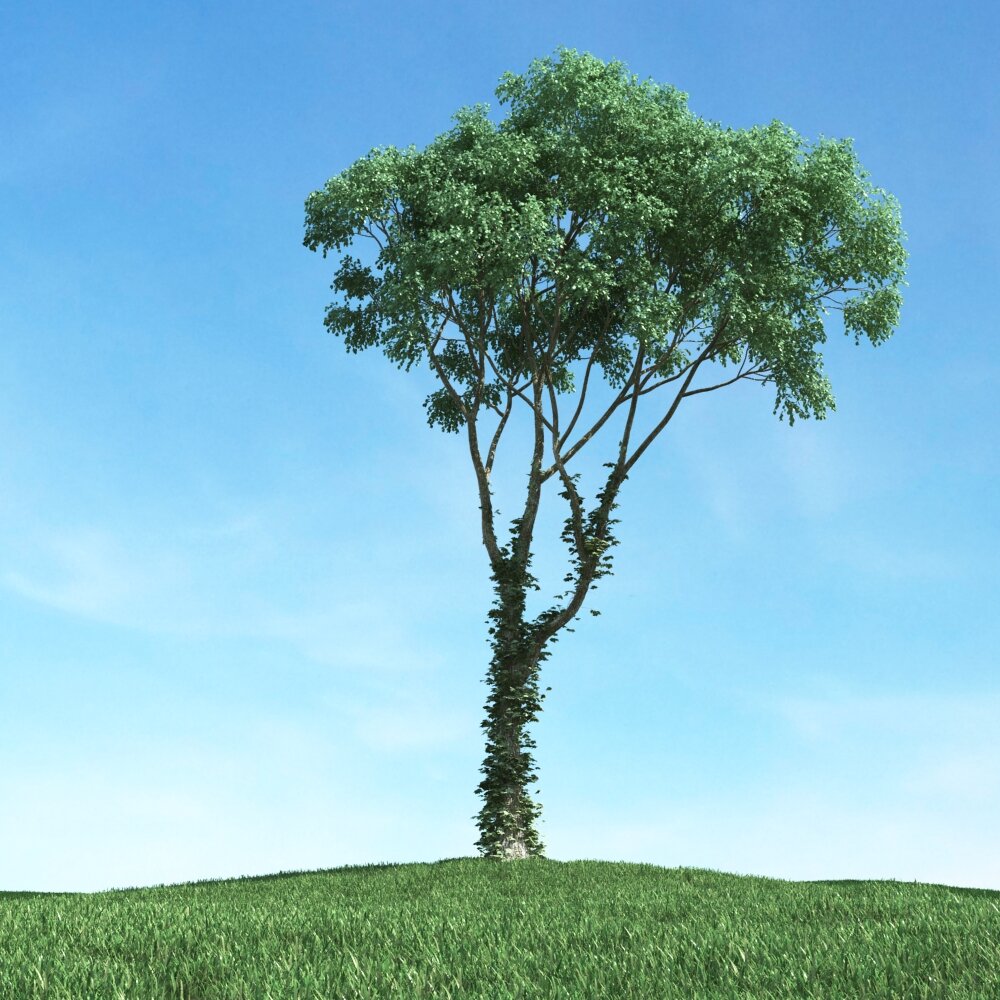 Solitary Tree 41 3D模型