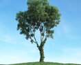 Solitary Tree 42 3D-Modell