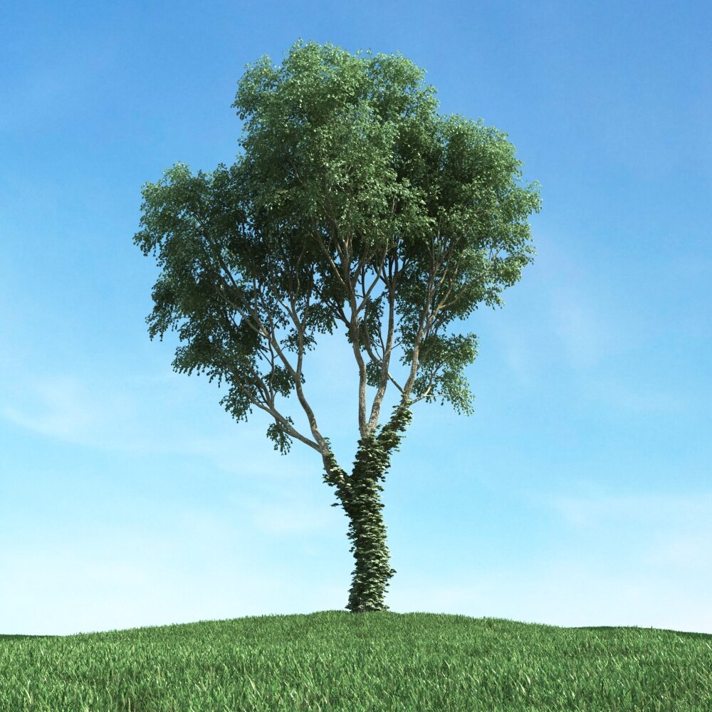 Solitary Tree 42 3Dモデル