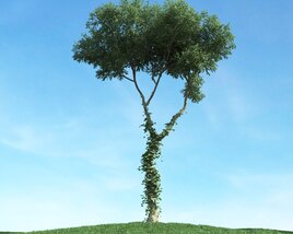 Solitary Tree 43 Modello 3D