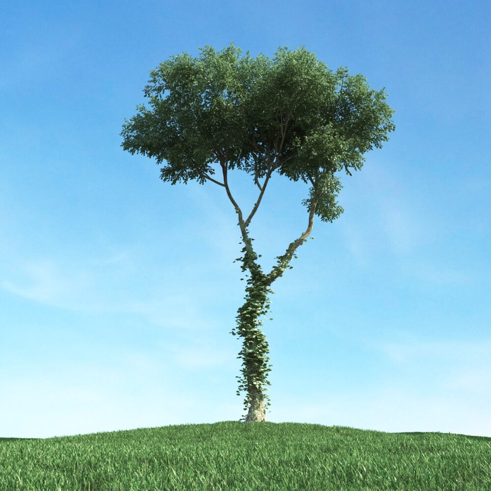 Solitary Tree 43 3D模型