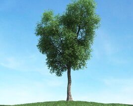 Solitary Tree 44 Modèle 3D