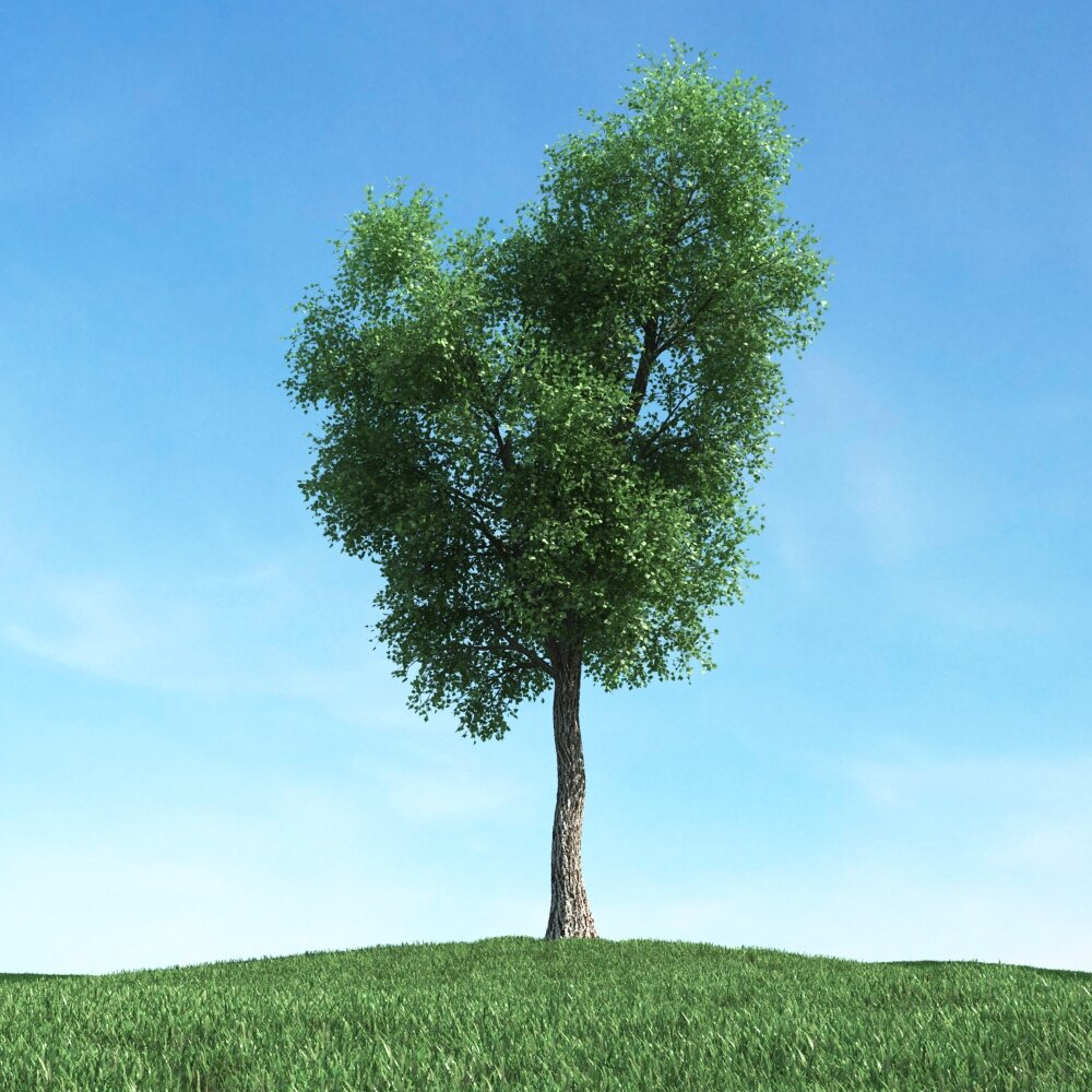 Solitary Tree 44 Modello 3D
