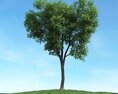 Solitary Tree 45 3d model