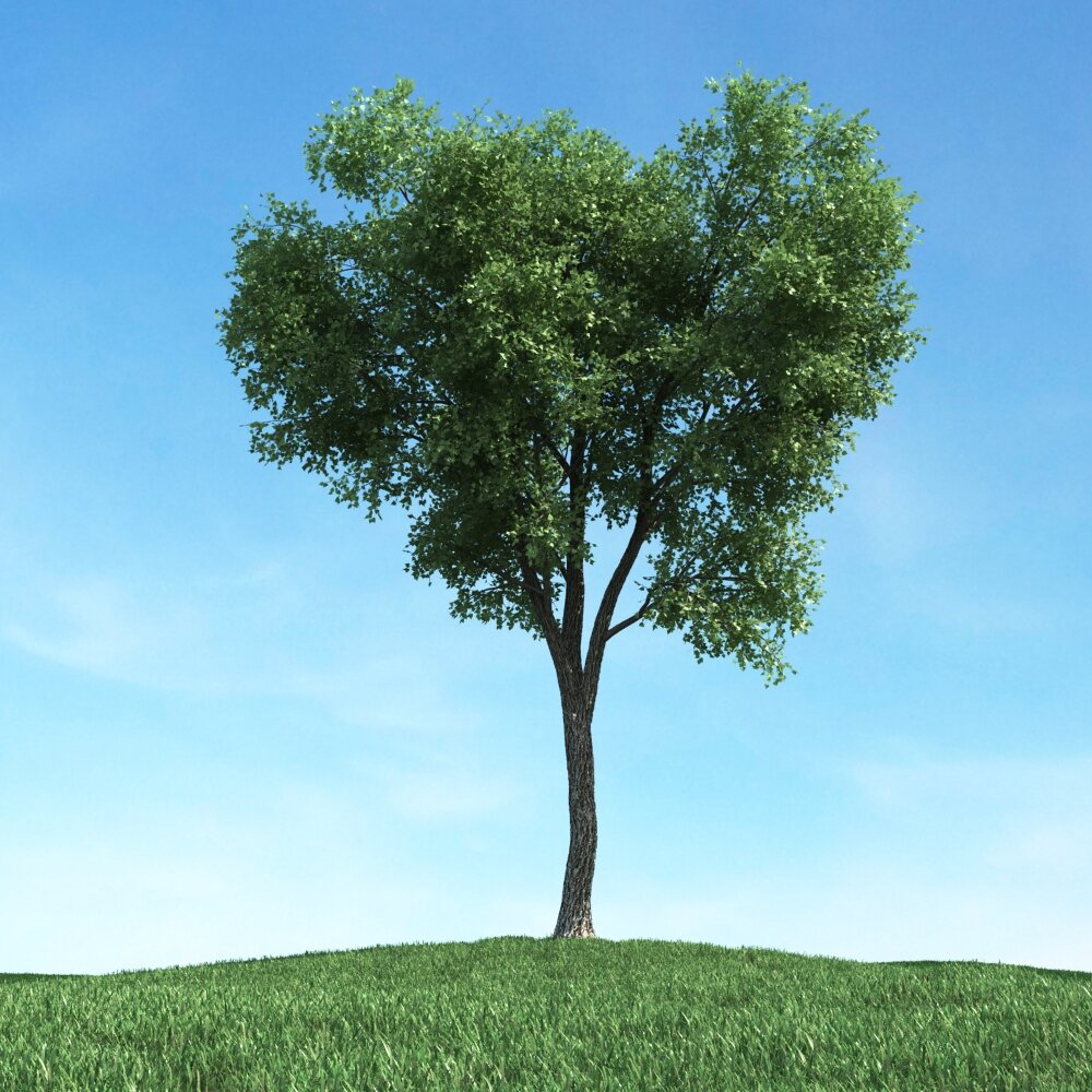 Solitary Tree 45 3D-Modell